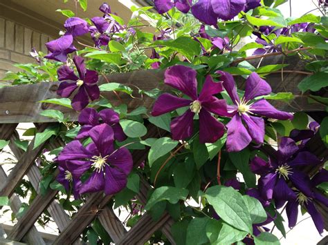 Purple Clematis Vine Spring 2018 Tyler, TX | Purple clematis, Clematis ...