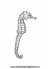 Realistic Seahorse Coloring Page sketch template