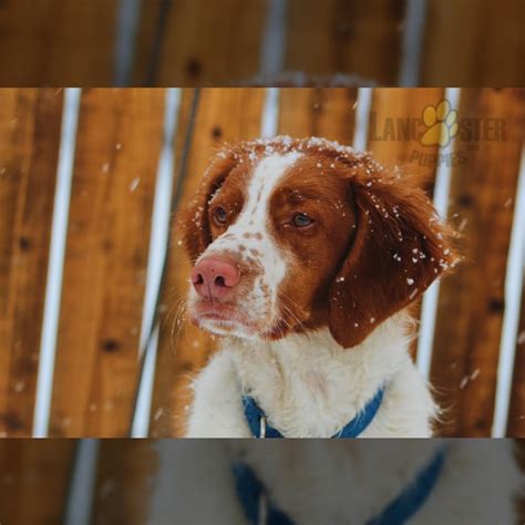 Brittany Spaniel Puppies for Sale | Lancaster Puppies