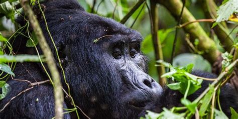 3 Days Budget Gorilla Safari at $1,140per person (Offer for 2024 - 2025)