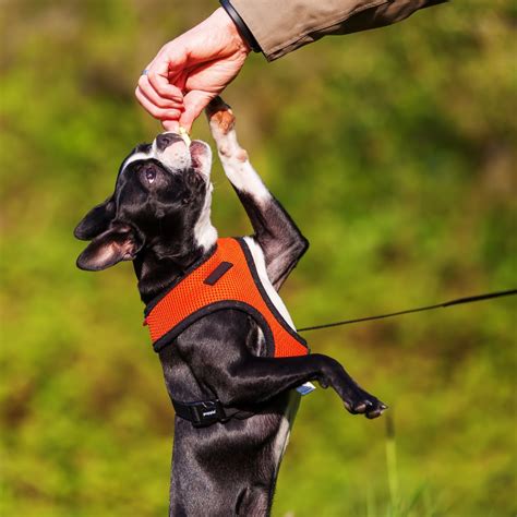 14 Essential Boston Terrier Puppy Training Tips - Boston Terrier Society