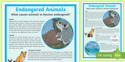 Endangered Animals Causes Display Poster (teacher made)