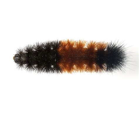 Woolly worm invasion! | PEST CONTROL CHEMICALS 800-877-7290