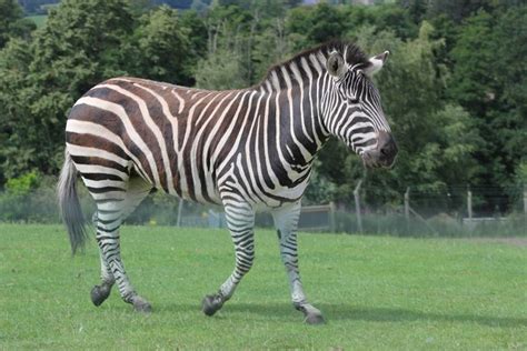 Grant's zebra » West Midland Safari and Leisure Park Gallery | Zebra ...