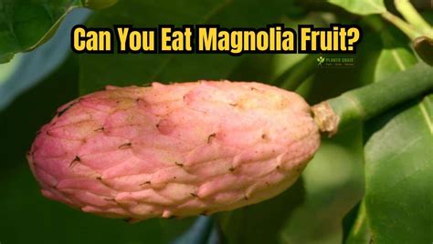 Is Magnolia Fruit Edible? What You Need To Know