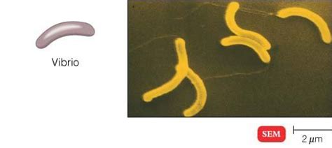 Different Size, Shape and Arrangement of Bacterial Cells