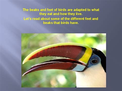 ADAPTATIONS FOR THE BIRDS Adaptations are special characteristics