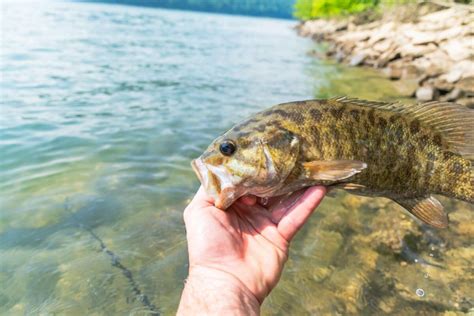 Best Bass Lures for Clear Water Fishing: 5 Top Picks