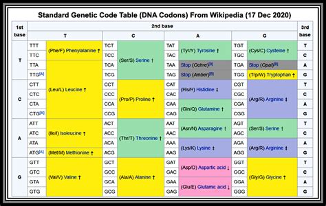 Codons & Anticodons