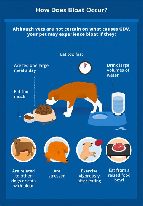 How To Help Dog With Bloat