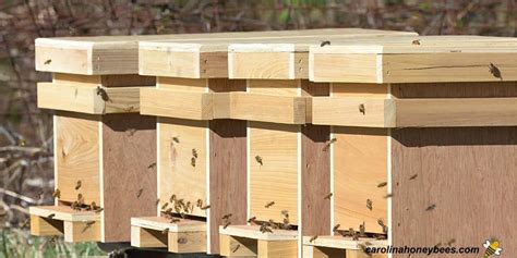 Installing a Nuc into a Hive (Step by Step)- Carolina Honeybees