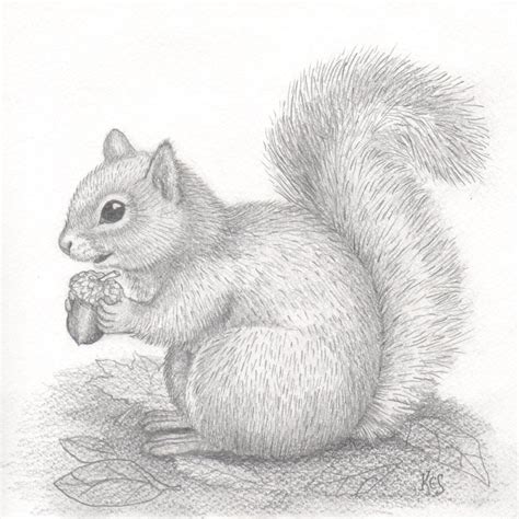 Squirrel & Acorn art. An original pencil drawing of a squirrel | Etsy | Eichhörnchen ...