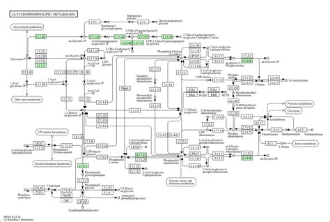 KEGG PATHWAY: Glycerophospholipid metabolism - Halobacterium salinarum NRC-1