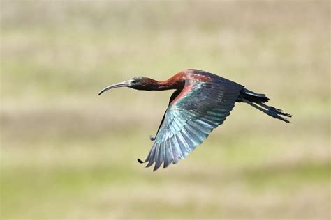 Ibis Symbolism & Meaning (+Totem, Spirit, & Omens) | World Birds