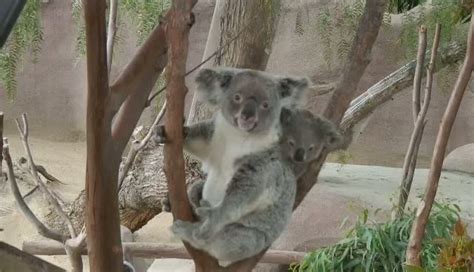 Koalas, San Diego Zoo , live cam | Cute funny animals, Cute animals, Funny animals