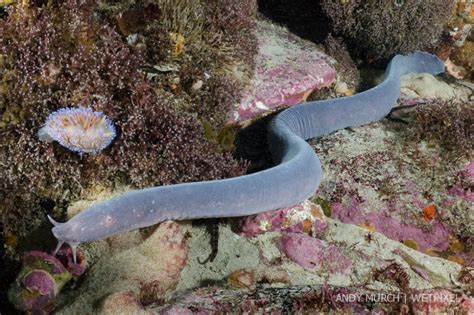 Catalogue of Organisms: Hagfish: Probably the World's Most Disgusting Vertebrates