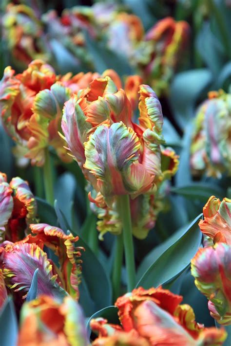 Rainbow Tulips Photograph by Pierre Leclerc Photography | Fine Art America