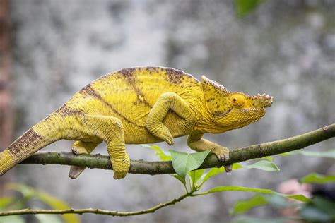 A Tour of Weird Lizards From Around the World