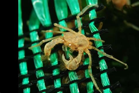 Thai Micro Crab Care Guide, Species Profile, Tank Setup and Tank Mates