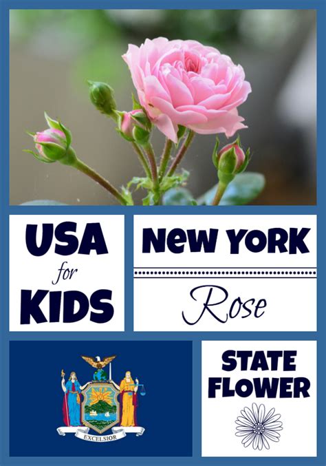 New York State Flower - Rose by USA Facts for Kids