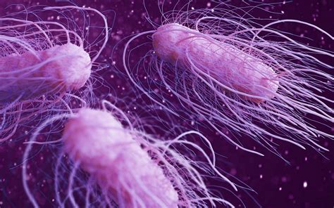 Salmonella Infection While Pregnant at Diana Mysliwiec blog