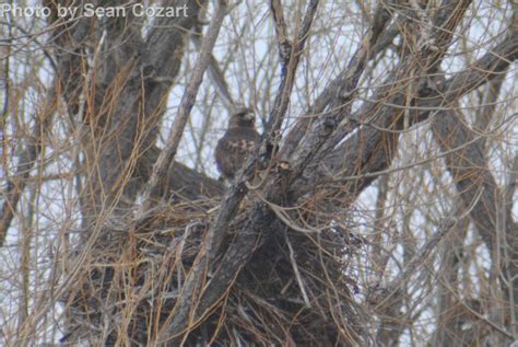 Red-tailed Hawk - East Cascades Audubon Society