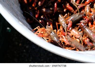 1,172 Crawfish In Pot Images, Stock Photos & Vectors | Shutterstock