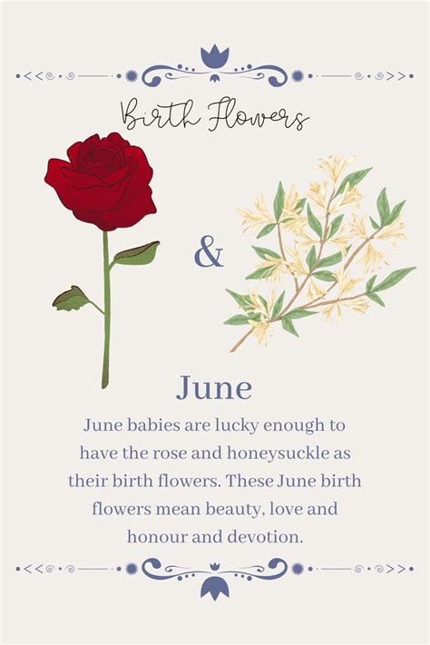 birth flowers, june. | Birth flowers, June birth flower, Birth flower ...