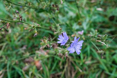 The Wonders Of Chicory Root & Three Of Its Best Health Benefits ...