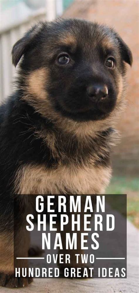 German Shepherd Names: Over 200 Great Ideas for Boy and Girl Dogs