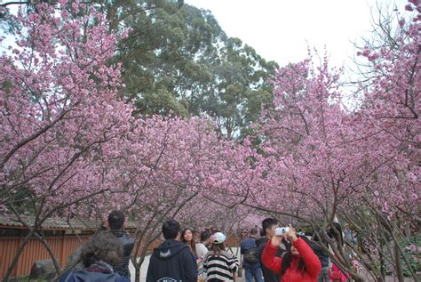 Woody at Home: Cherry Blossom Festival @Auburn Botanic Garden