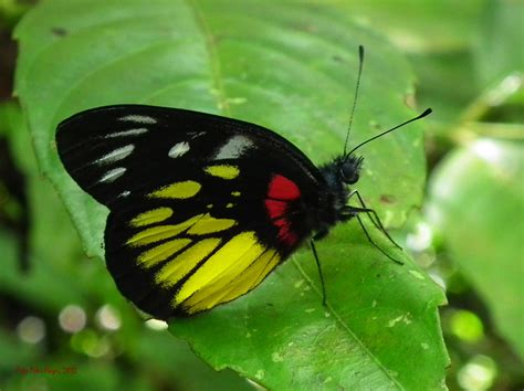 Philippine Butterfly Free Stock Photo - Public Domain Pictures
