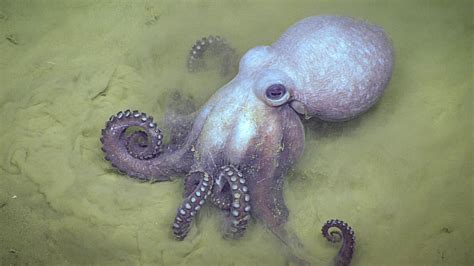 Octopus General Characteristics | Free Biology Notes - Rajus Biology