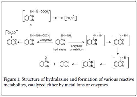 drug-metabolism-toxicology-hydralazine