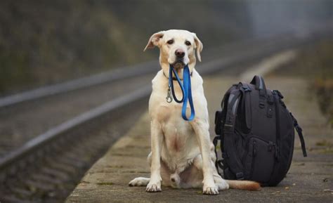 9 Best Pet Transport Services for Relocating Pets!