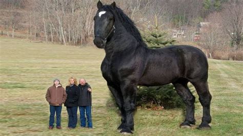 This is the BIGGEST Horse to Ever Roam The Planet! | Big horse breeds, Big horses, Animals beautiful