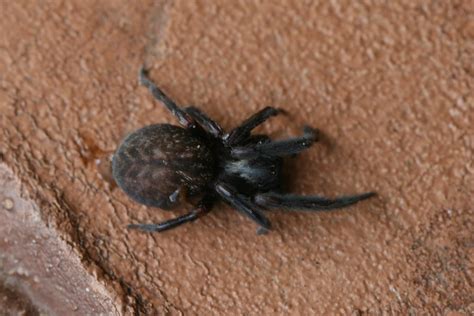 Badumna insignis (Black House Spider) | Black House Spider (… | Flickr