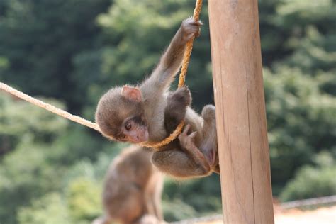 File:Iwatayama Monkey Park baby monkey.JPG - Wikipedia, the free ...