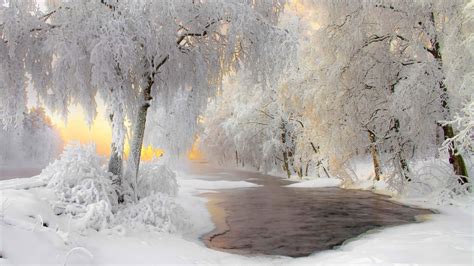 Frozen Trees Lake Winter Background HD Bing Wallpapers | HD Wallpapers | ID #84791