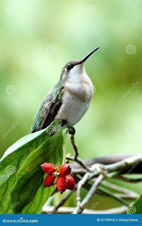 Hummingbird Perched on Branch Stock Photo - Image of humming, fowl: 9170918