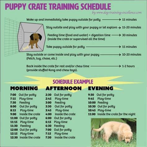 Free printable puppy crate training schedule! The best solution to ...