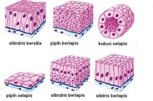 Gambar Jaringan Epitel Pada Hewan - Homecare24