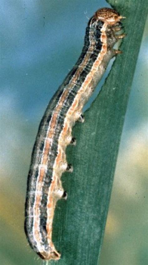 Garden Pests: How to Control Armyworm Infestation & Damage - Dengarden