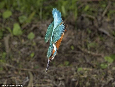 Gambar-gambar Burung Raja Udang yang mengujakan oleh Paul Sawer - Unikversiti