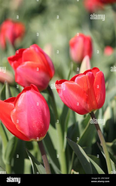 Flower bulb cultivation in the Netherlands Stock Photo - Alamy