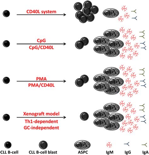 Frontiers | Chronic Lymphocytic Leukemia B-Cell Normal Cellular Counterpart: Clues From a ...