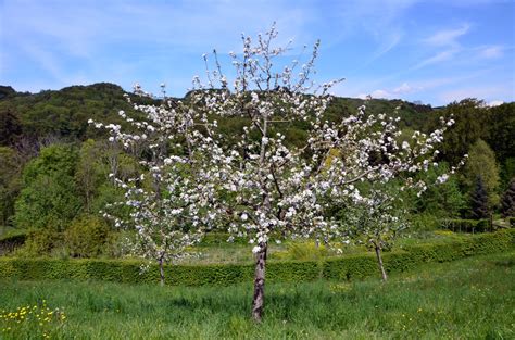 Malus domestica (Apple, Apples) | North Carolina Extension Gardener ...