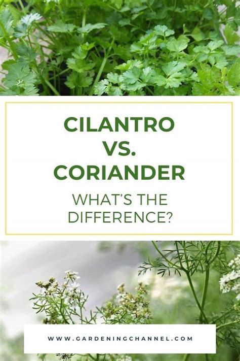 Cilantro vs. Coriander: What's the Difference? - Gardening Channel