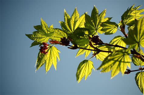 Acer japonicum 'Vitifolium'