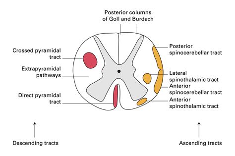 Cross Section Of Spinal Cord Diagram Showing Major Sp - vrogue.co